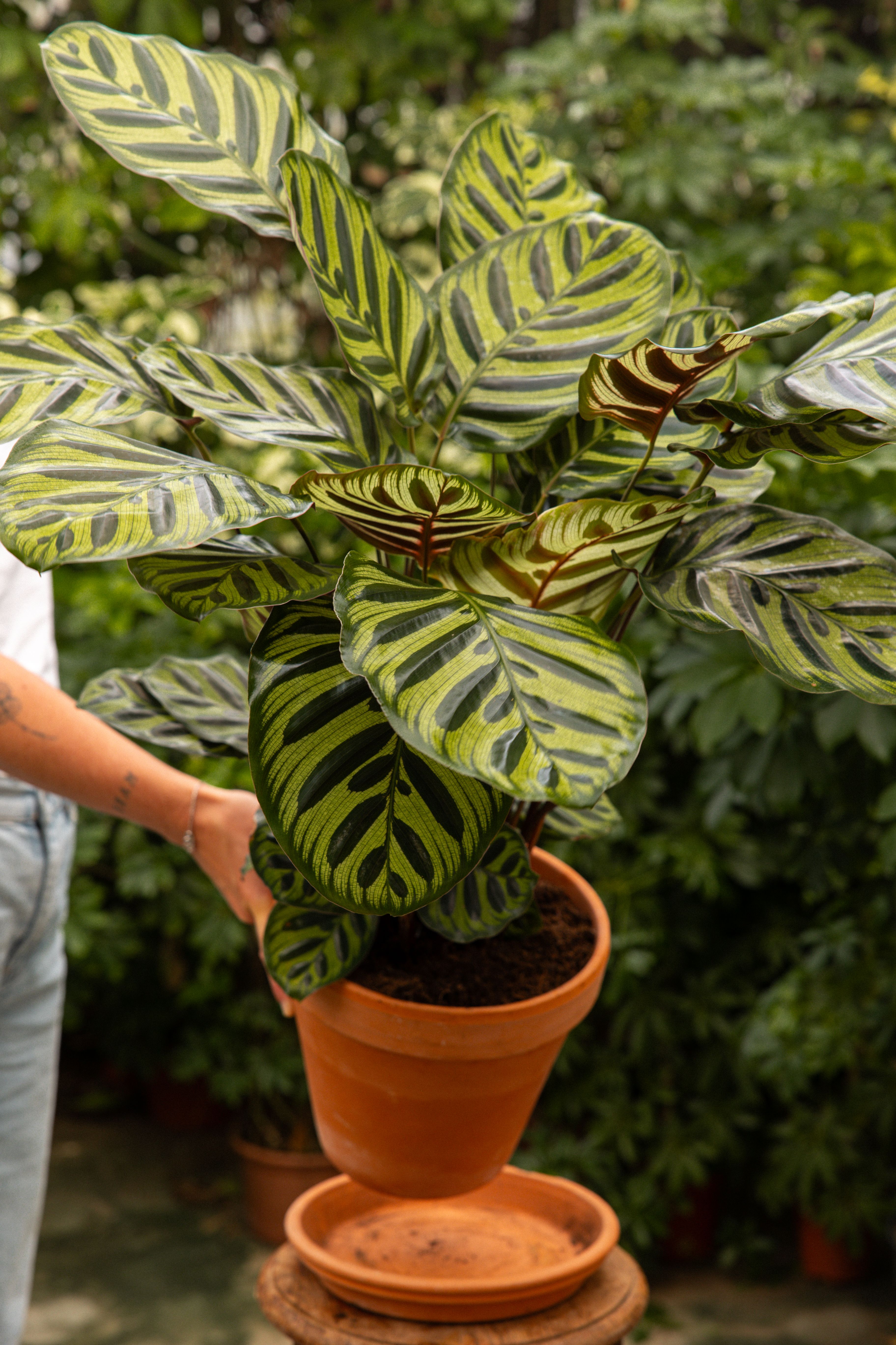 CalatheaMakoyana-10