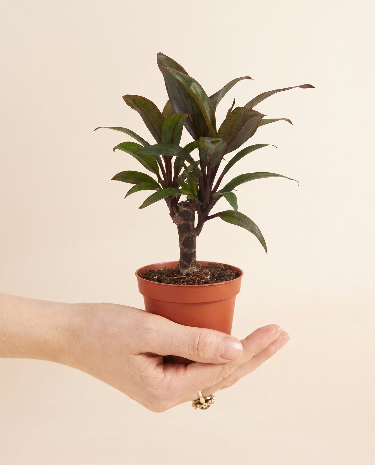 Baby Cordyline Cabbage tree Fruticosa
