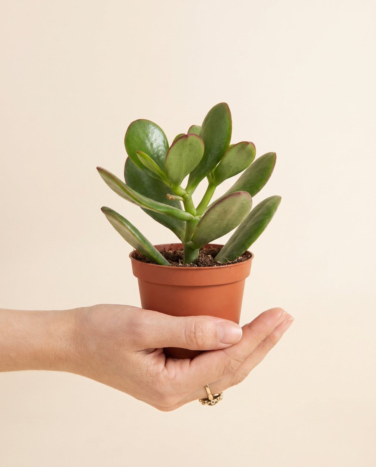 Baby Crassula Money tree Ovata