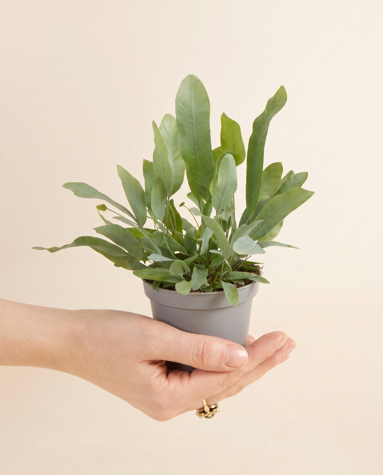 Baby Phlebodium Blue star fern Aureum Blue Star