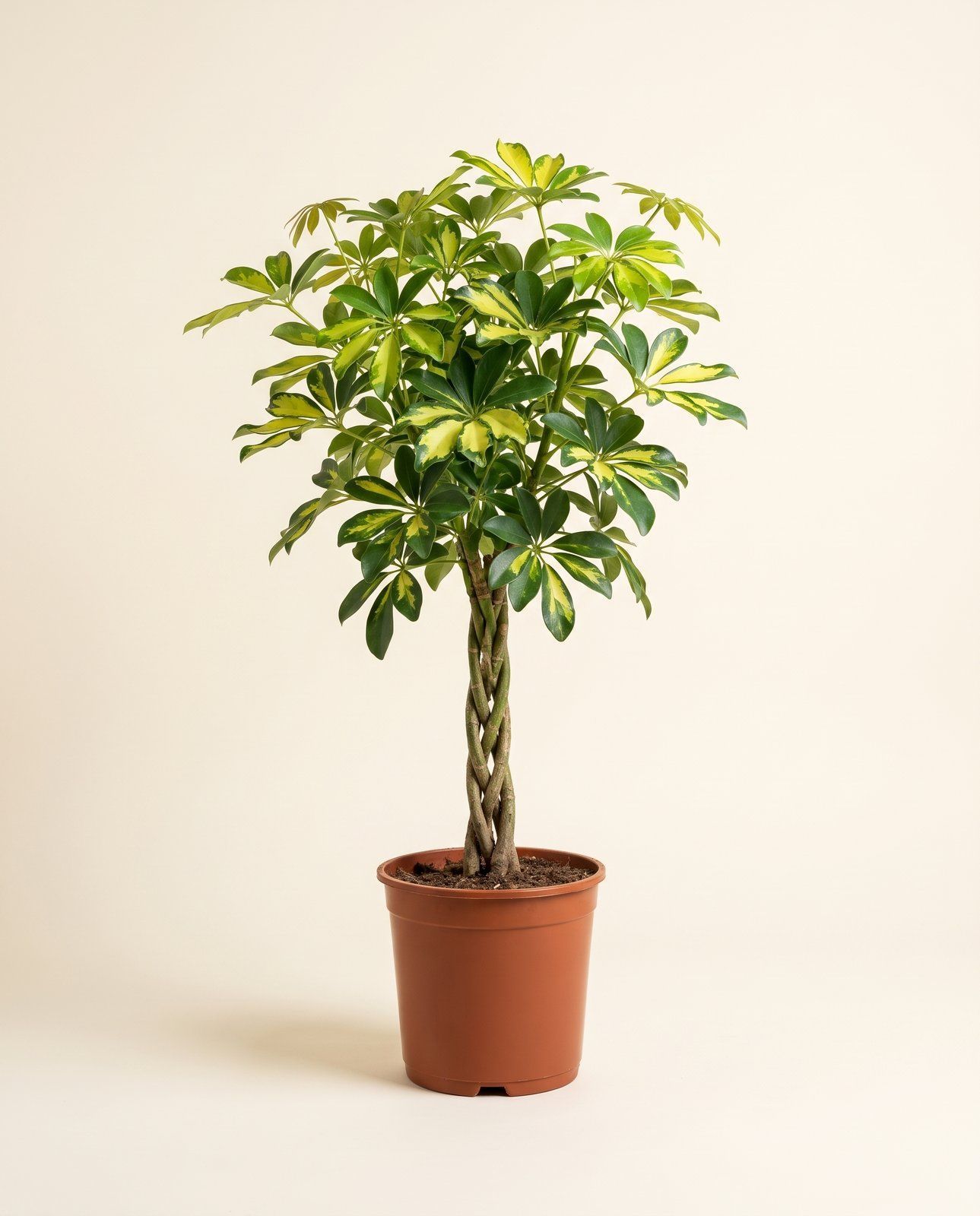Schefflera Umbrella tree Arboricola Gold Capella