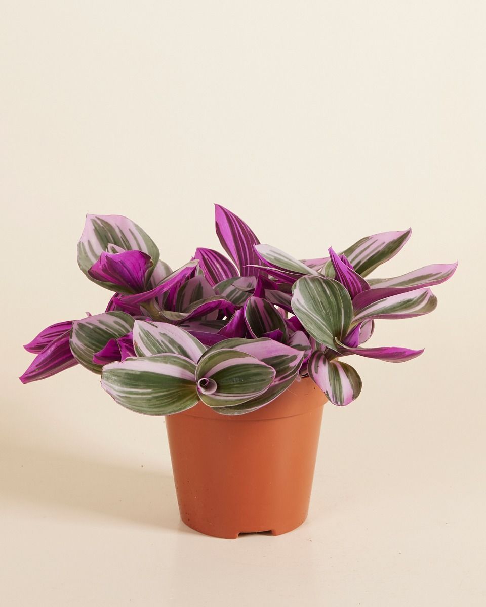Tradescantia Fantasy Venice Nanouk