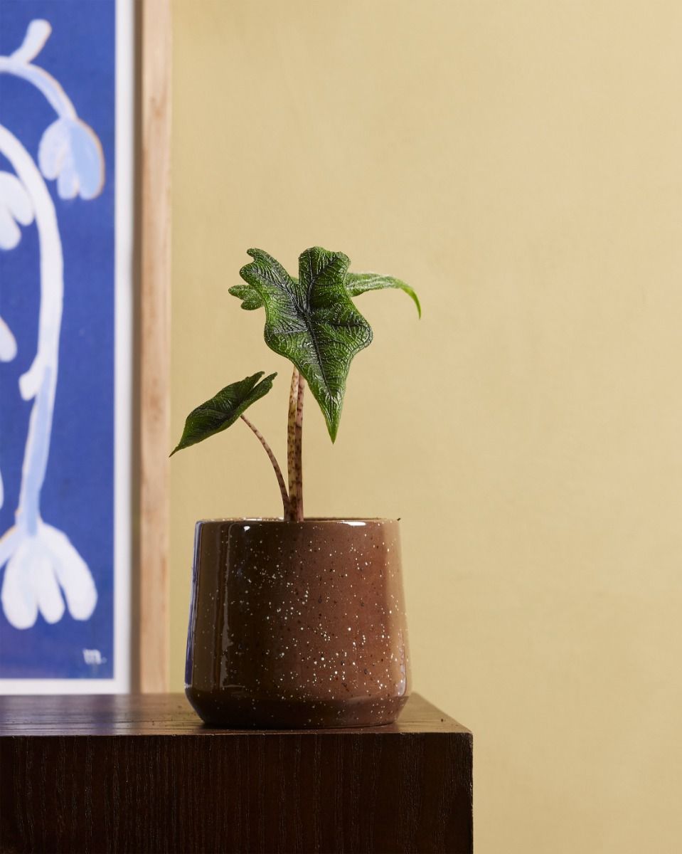 Baby Alocasia Elephant Ears Jacklyn