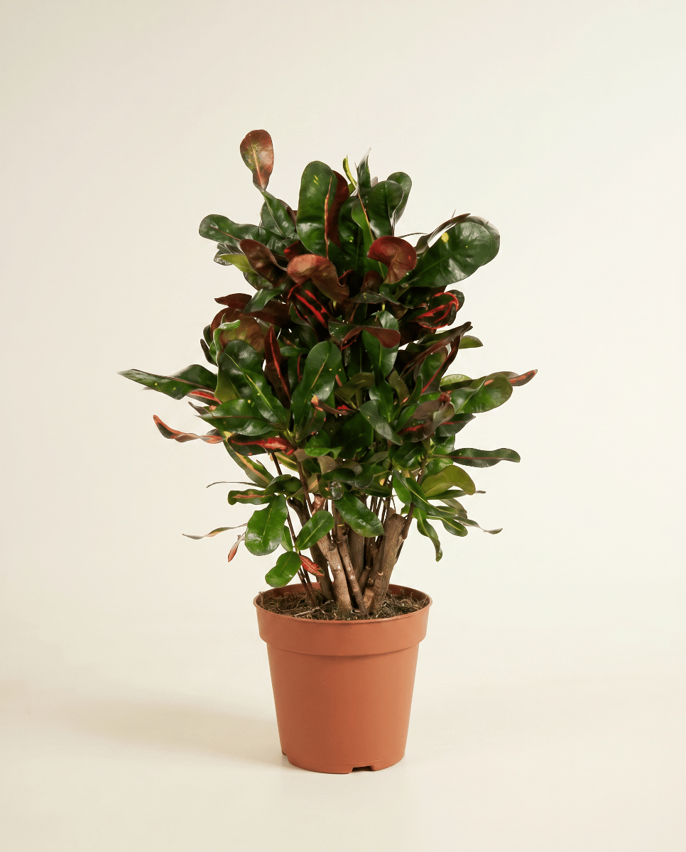 Codiaeum Croton Variegatum Mammi