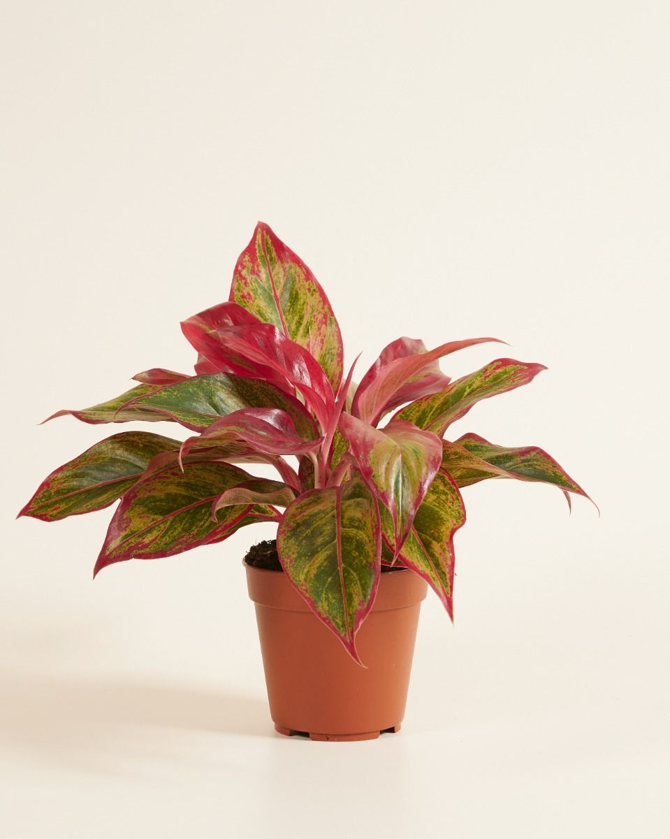 Aglaonema Chinese Evergreen Crete Flame