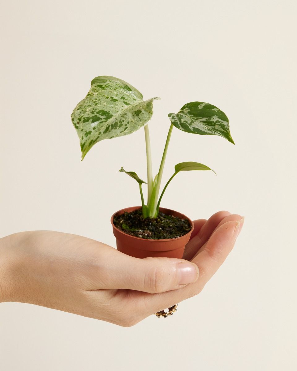 Baby Monstera Swiss Cheese Plant Bulbasaur