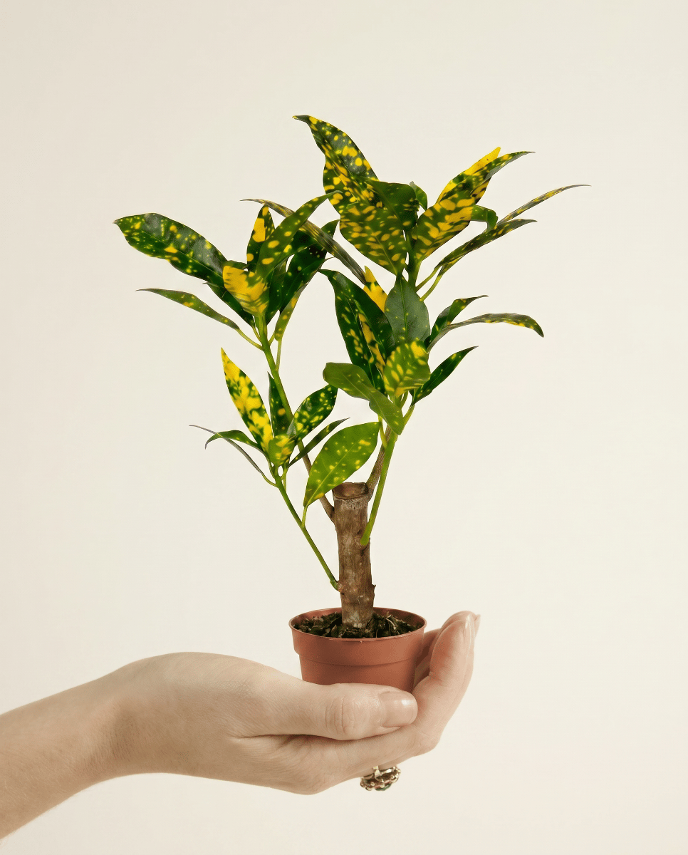 Baby Codiaeum Croton Variegatum Aucubaefolia