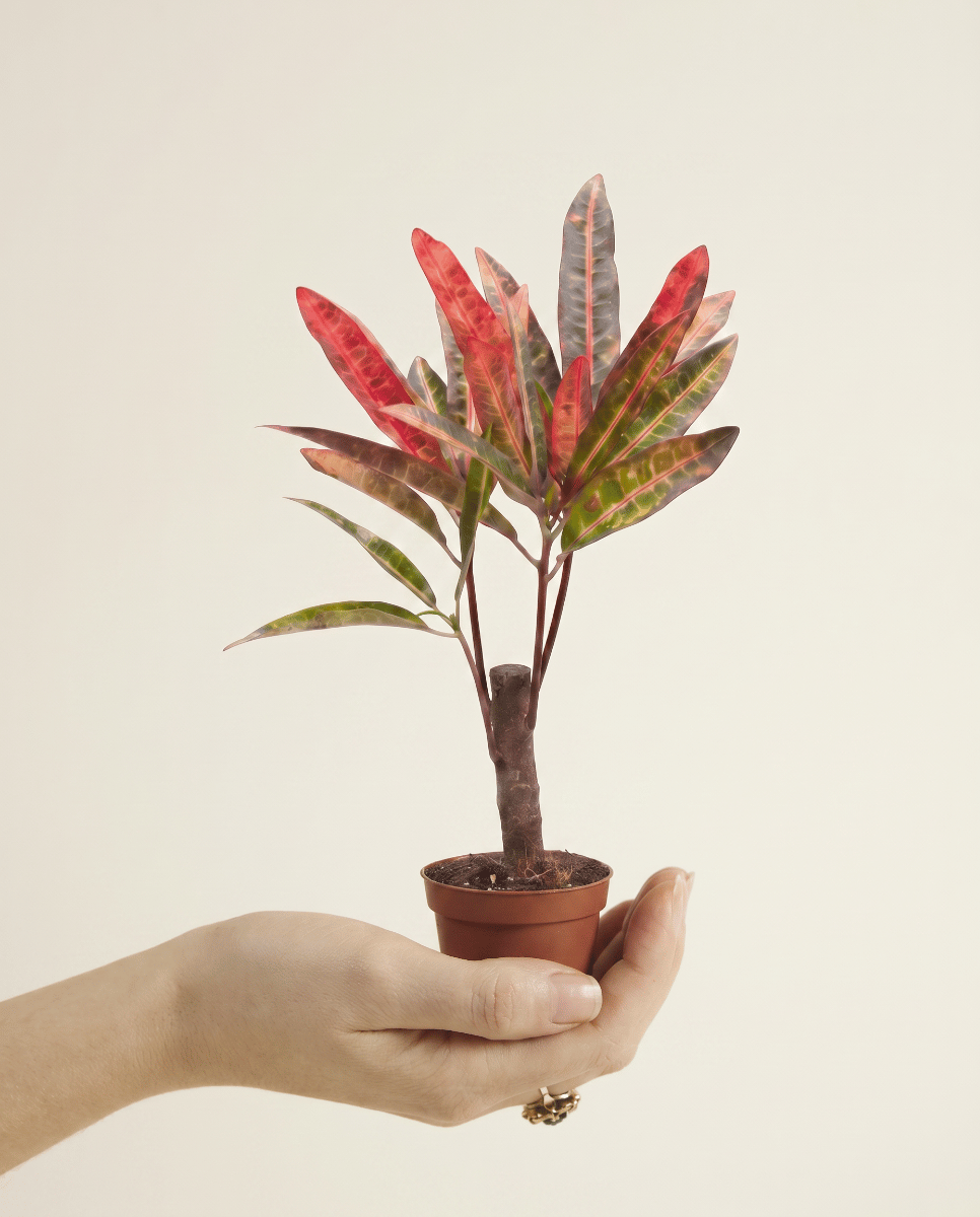 Baby Codiaeum Croton Variegatum Excellent