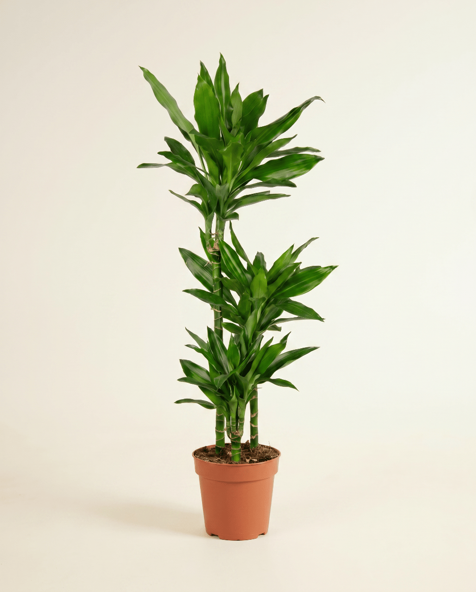 Dracaena Dragon tree Janet Lind
