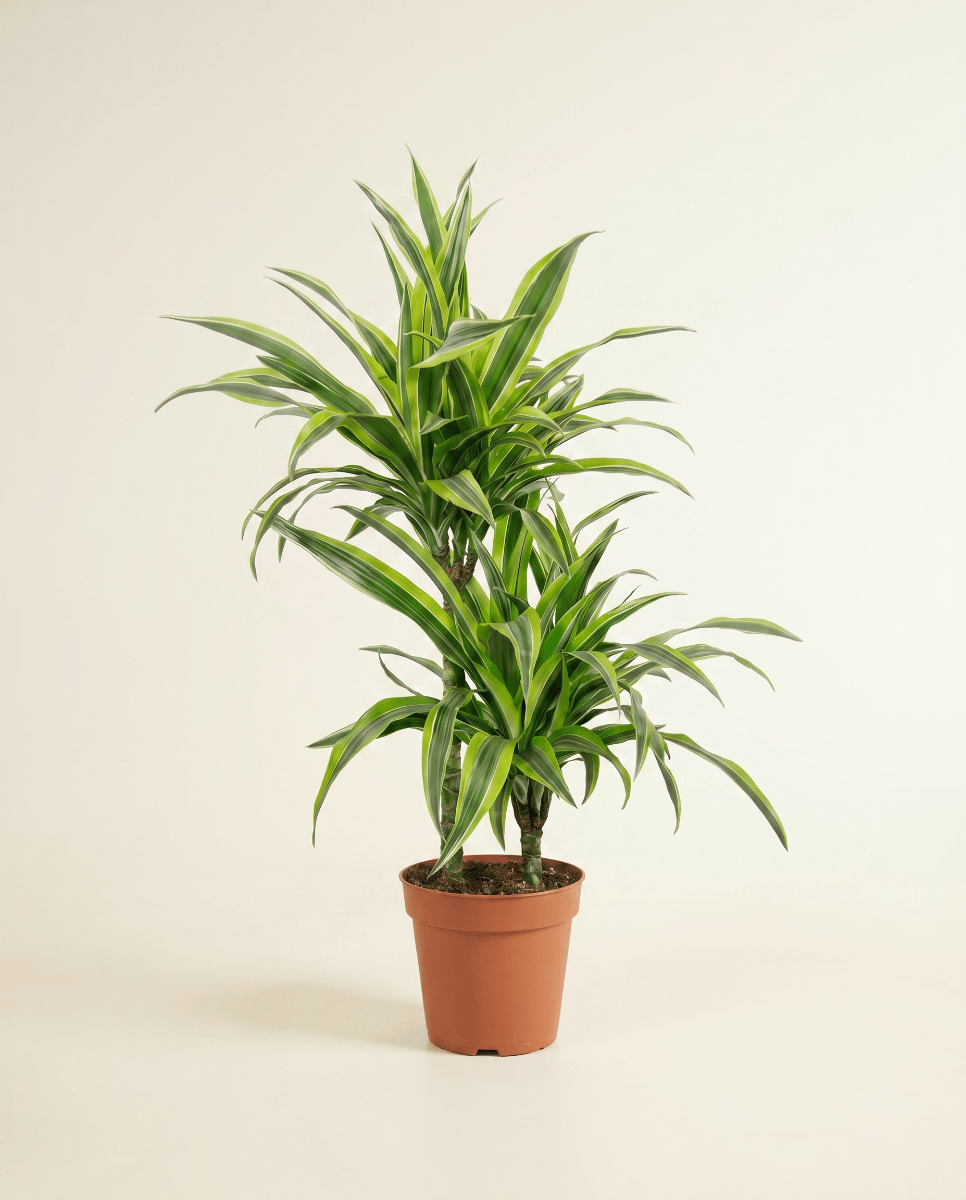 Dracaena Dragon tree Lemon Lime