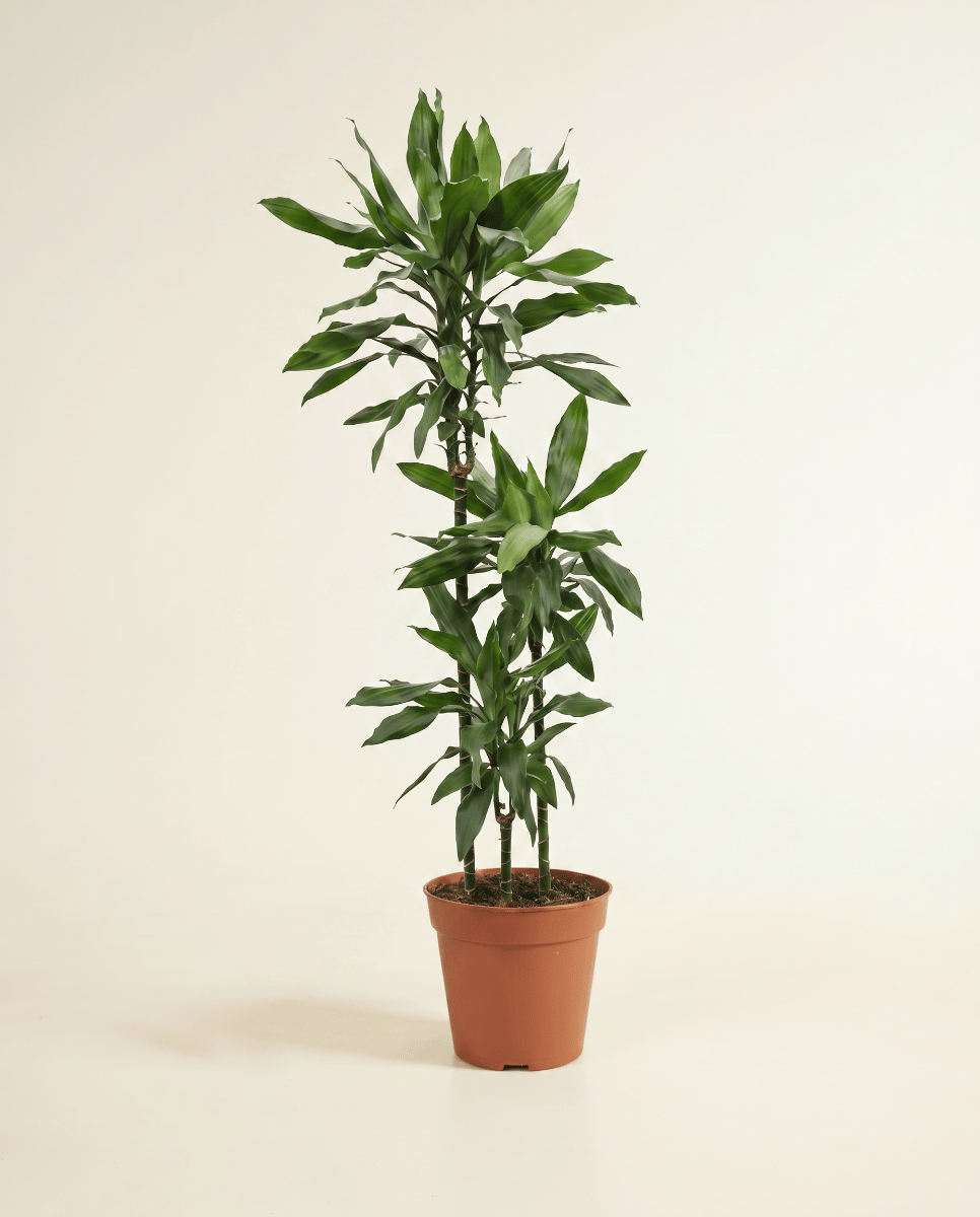 Dracaena Dragon tree Janet Lind